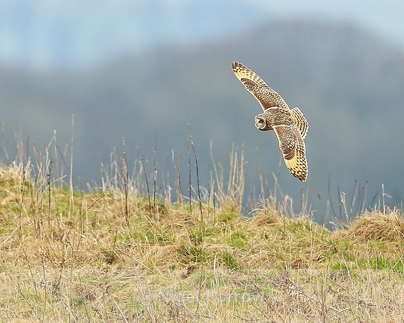 Short-eared Owl flying, Hawling, Gloucestershire - Short-eared Owl