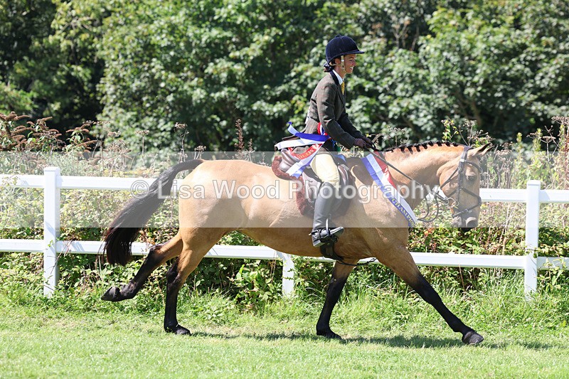 3E7A9348 - Working Hunter Championship