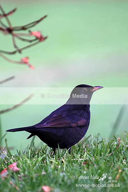 blackbird 241205 - Nature