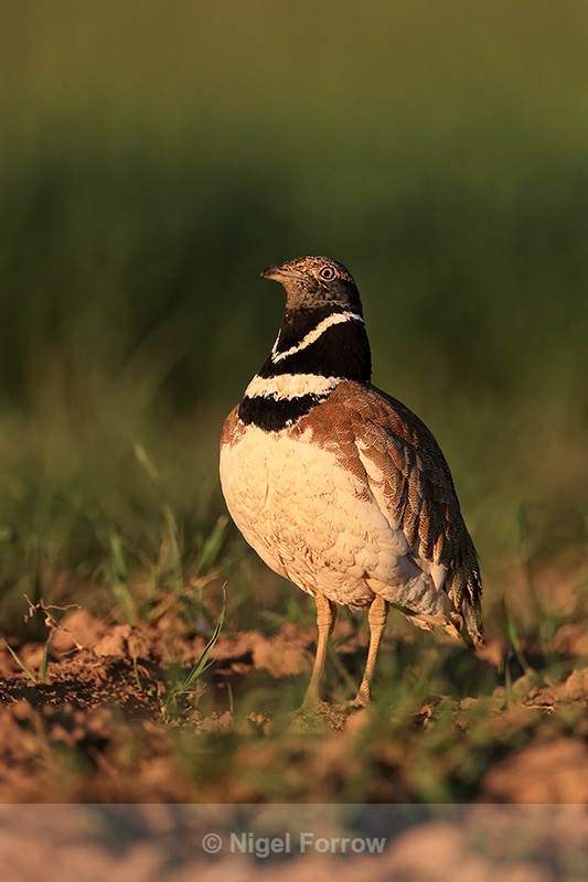 Little Bustard standing upright, Montgai, Spain - Little Bustard