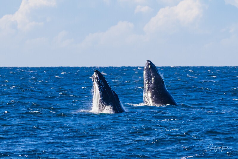 Double Head Lunge 1. 0A3A1681 - 2025 Whales