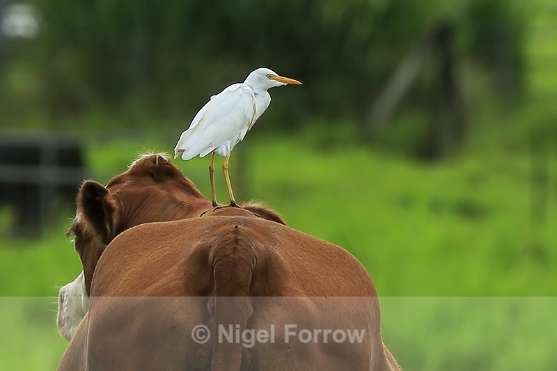 Cattle Egret perched on cow, Hawaii - Cattle Egret