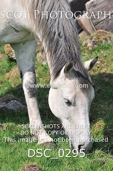 DSC_0295 - ARCHIVE REQUEST - Quincy and Guinness