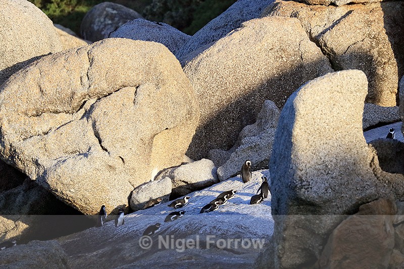 African Penguins at Boulders Beach, South Africa - South Africa