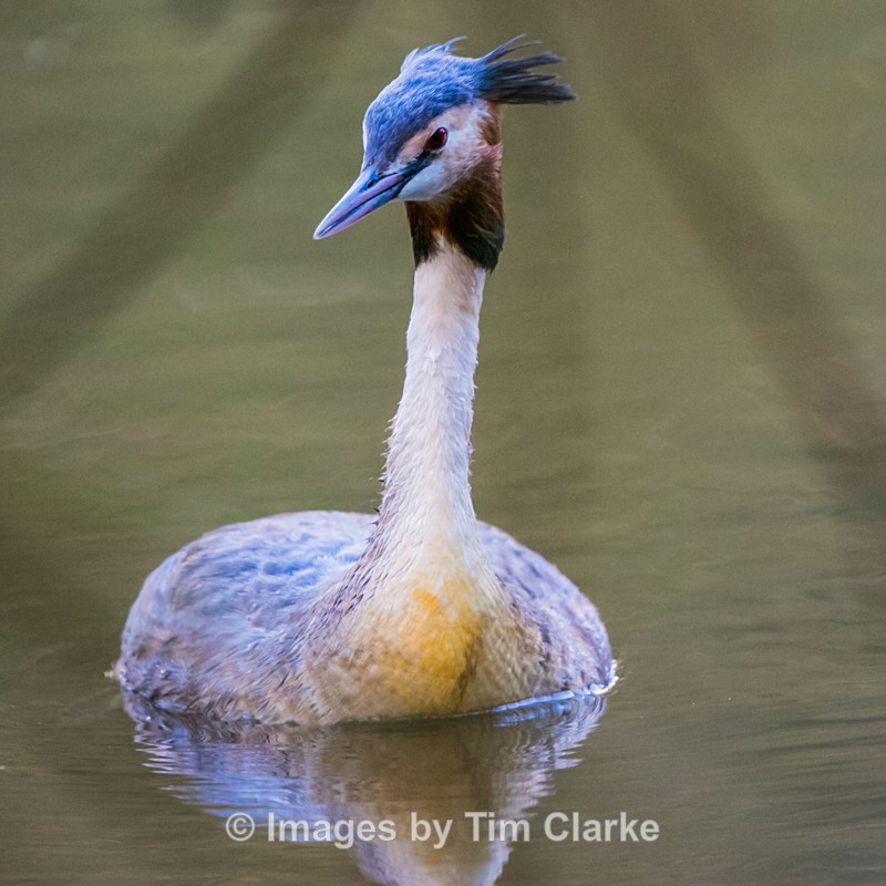 Grebe Portrait 3965322 - Wildlife