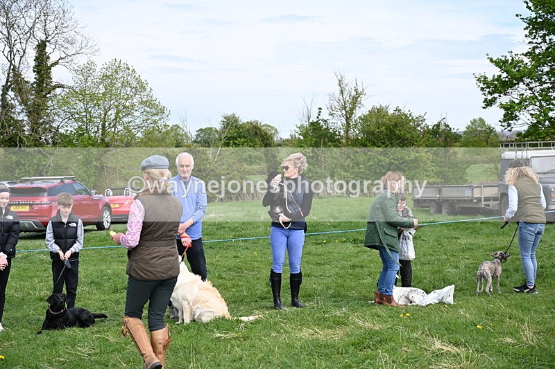 WJ6_9130 - Class 8 Best Working / Gun Dog or Bitch