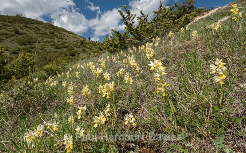Few-flowered Orchid (Orchis pauciflora) - Plants in the Landscape