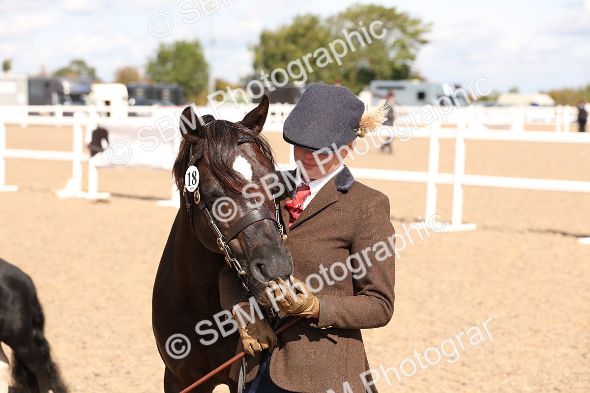 SBM_13966 - Class 205 - IH Show Pony - Show Hunter Pony