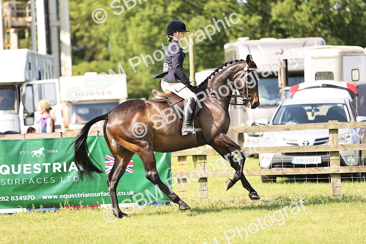 SBM_12895 - Class 75-76 LIHS BSHA Rising Star Hack Riding Horse