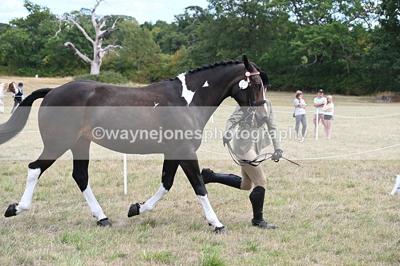 WJ6_5872 - Class 19 In-hand Veterans (Uploaded correct folder)