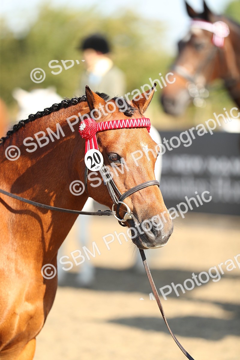 SBM_00387 - Class 41 Best Turned Out Ridden