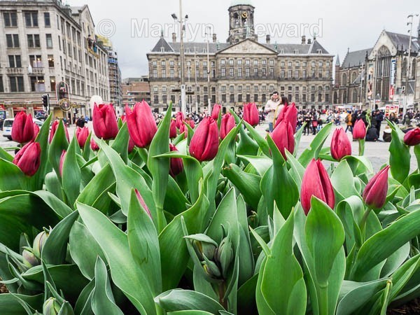 Amsterdam with tulips - Amsterdam to Antwerp