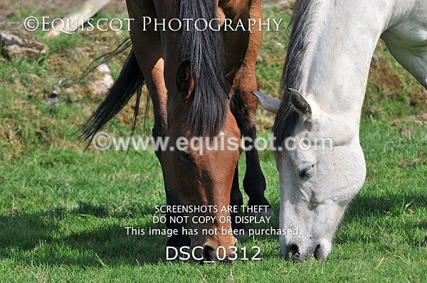 DSC_0312 - ARCHIVE REQUEST - Quincy and Guinness