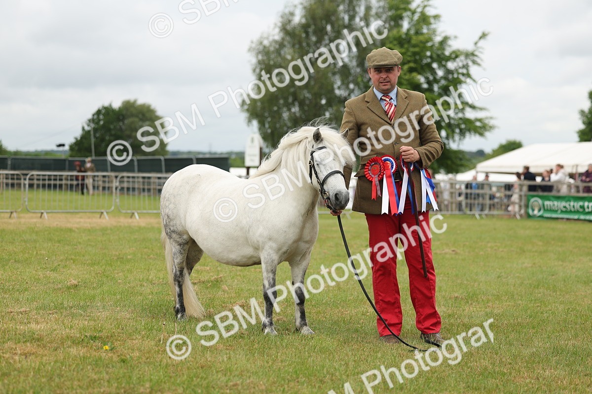 SBM_05046 - Class 50-57 - M&M Welsh Pony In Hand