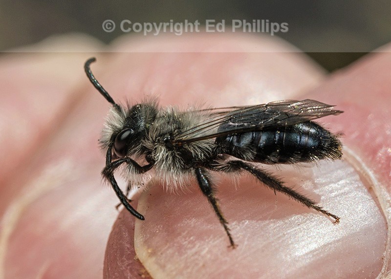 Andrena cineraria (m)