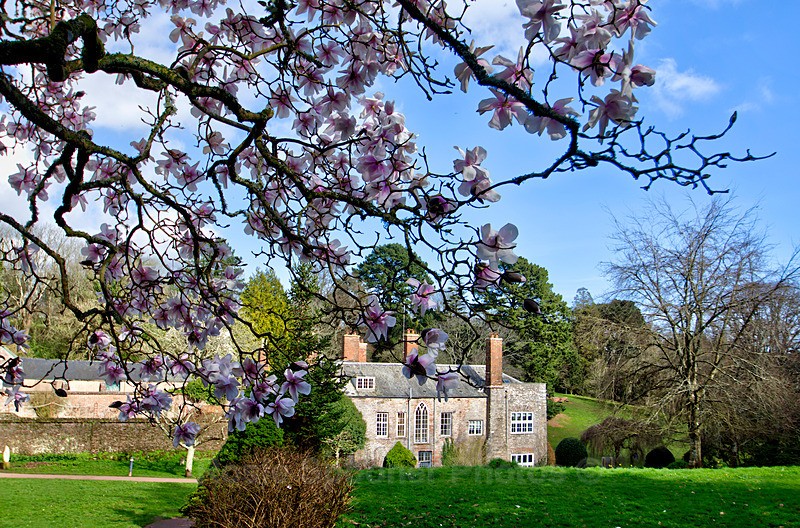 Springtime Cockington 2 - Cockington