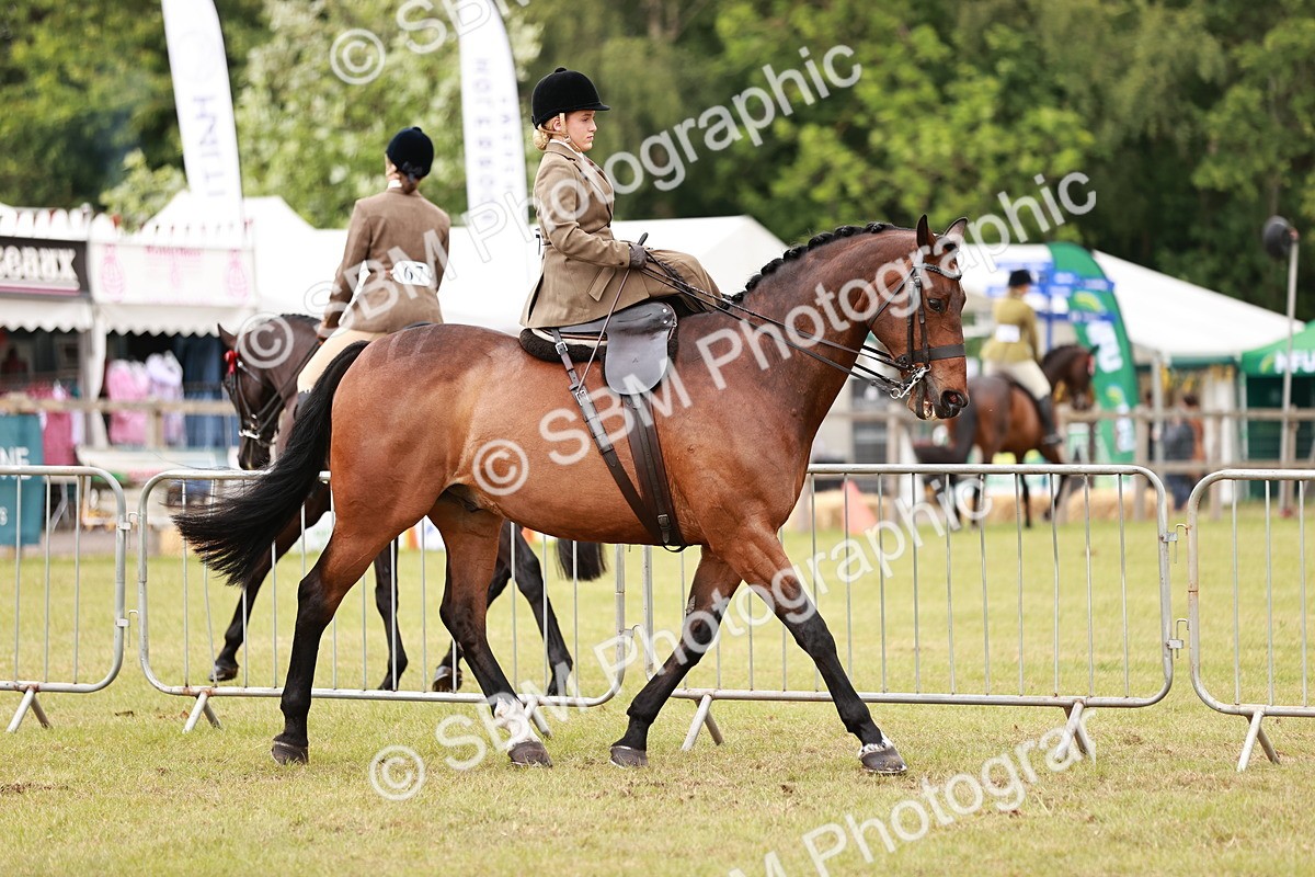 SBM_10966 - Class 81-84 - RIHS Ridden hunters Inc Ladies Hunter