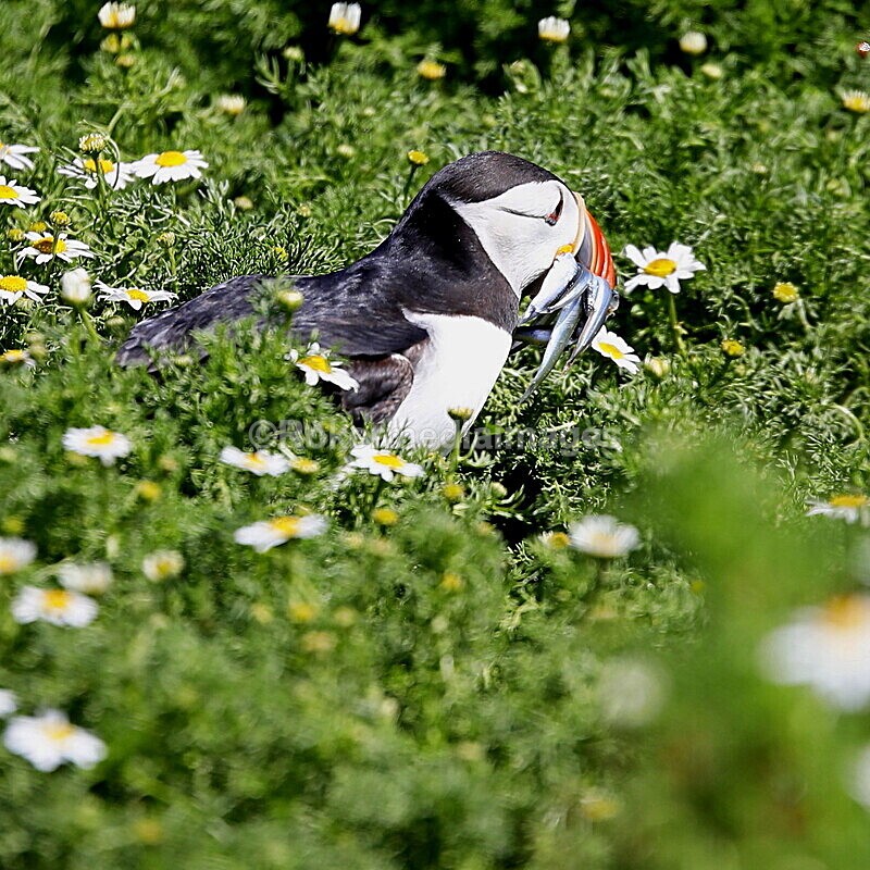 _56A7055 - Skomer 2019