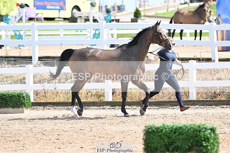 240717A-154602-03049 - Trot Up 3pm to 4pm