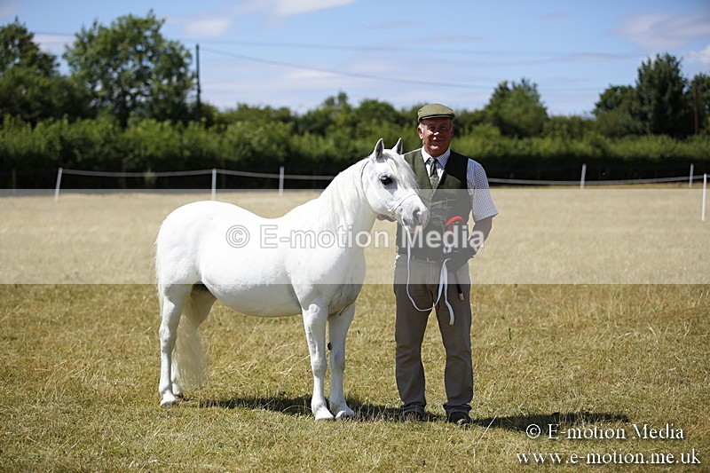 _C7A0177 - In Hand Championship BVRC Show 2018