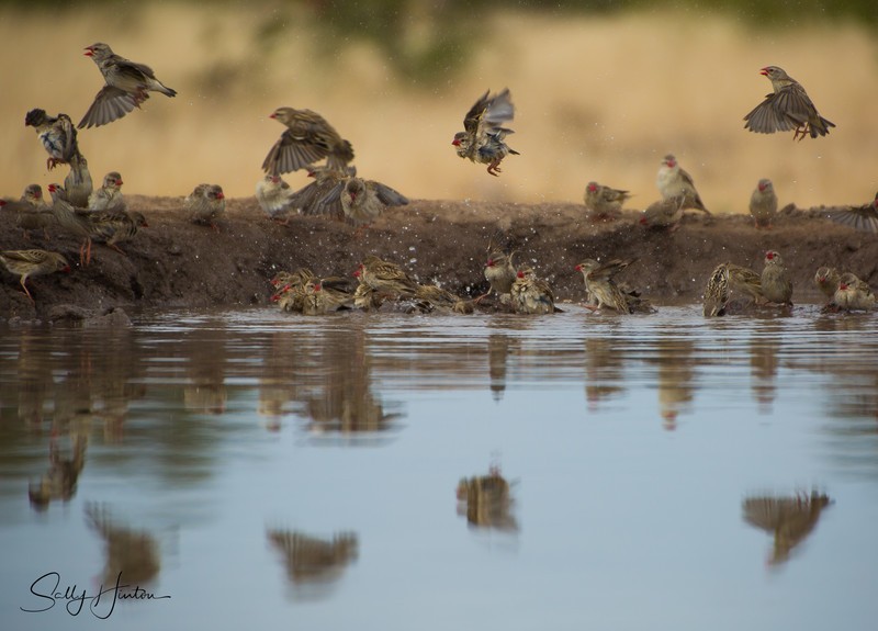 Red-billed Quelea Bathing
