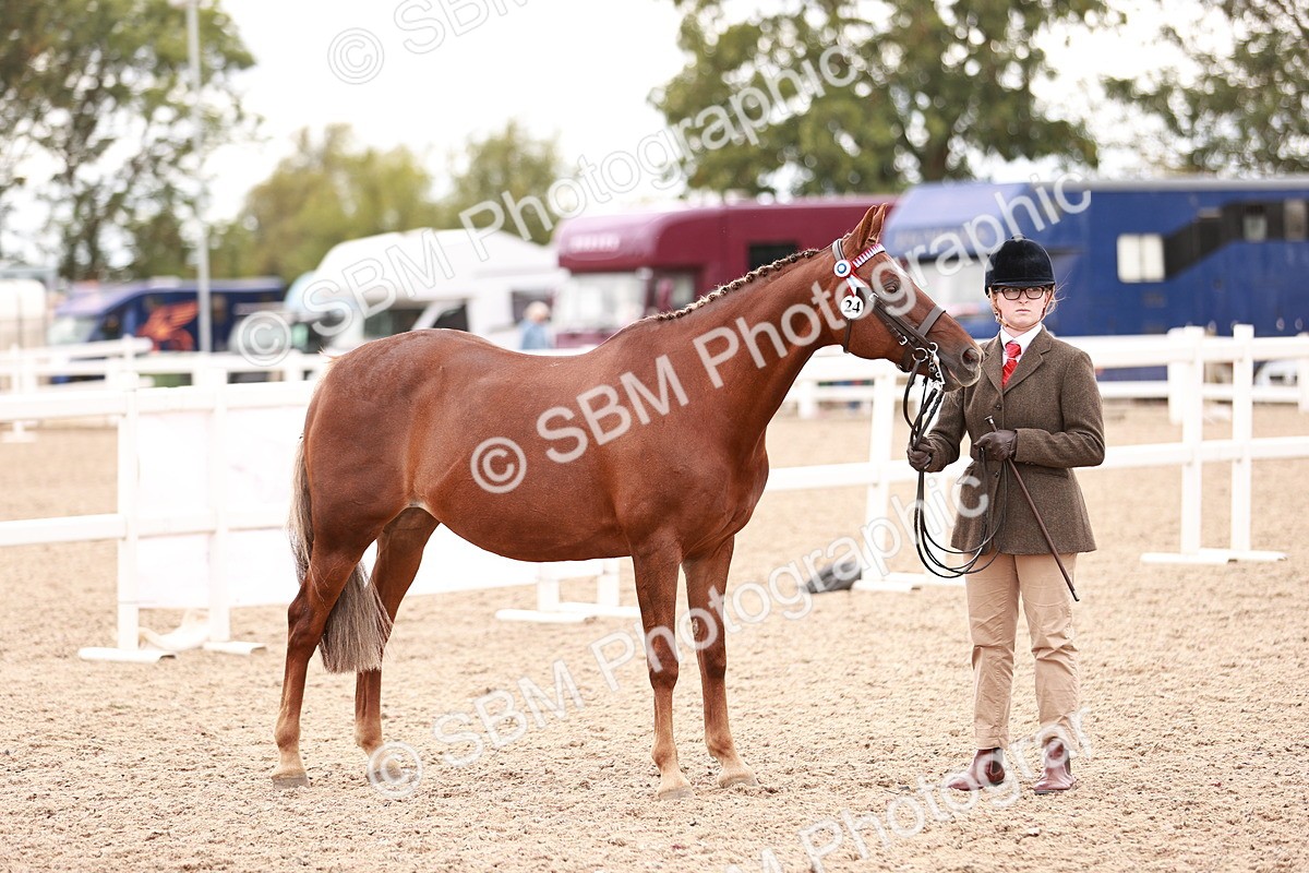 SBM_16930 - Class 415 - Horse-Pony Judge would most like to take home