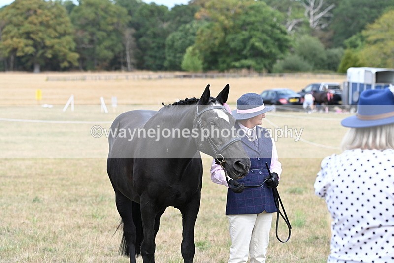 WJ6_6324 - Class 19 In-hand Veterans (Uploaded correct folder)