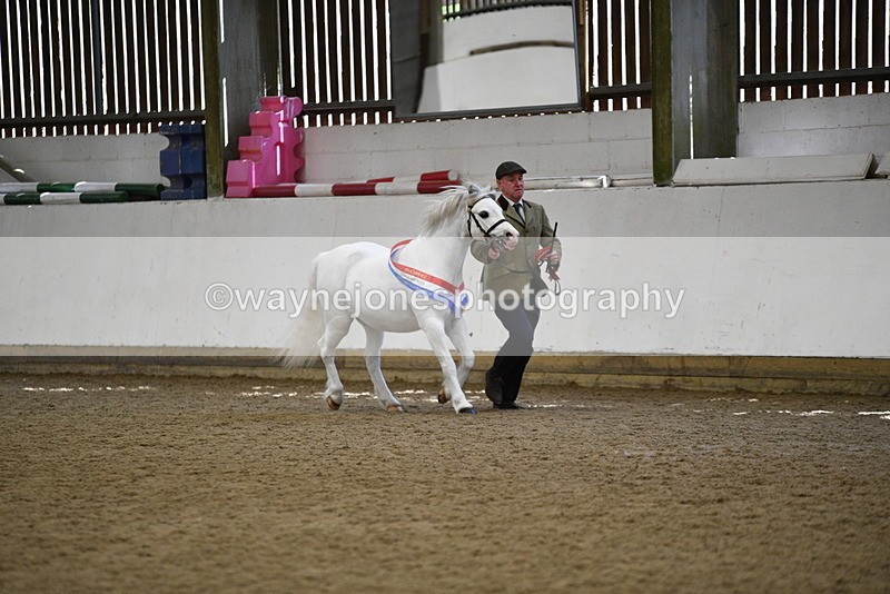 WJ5_5855 - Morning in hand Championship