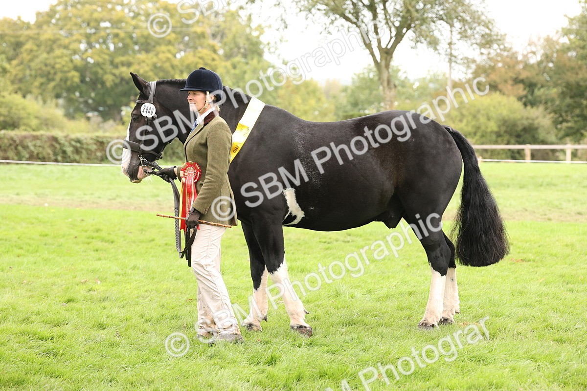 SBM_60883 - In Hand Horse Supreme Championship