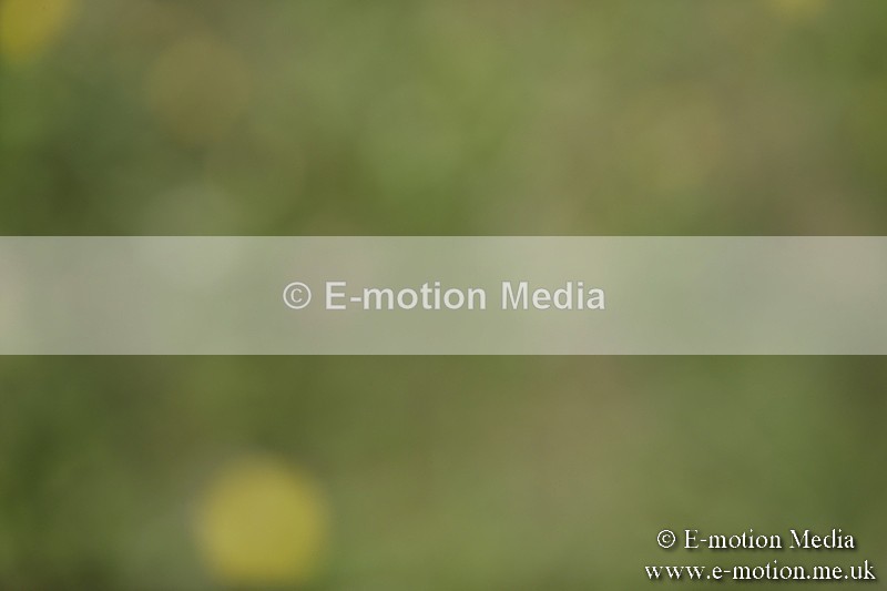 BVR160717-1168 - Class 2 Dressage 16/07/17