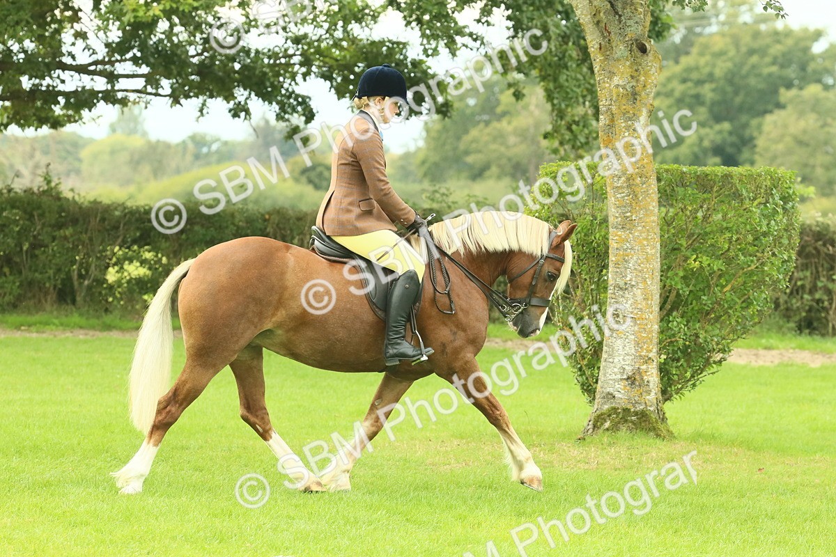 SBM_71834 - S60 - Mountain & Moorland Ridden Large Breeds