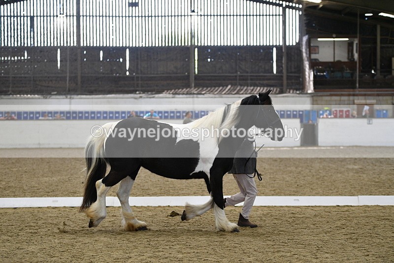 WJ5_4990 - Class 7 In hand coloured / odd coloured
