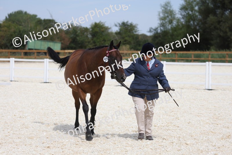 20260802-1528 - Class 16 - Best Horse or Pony