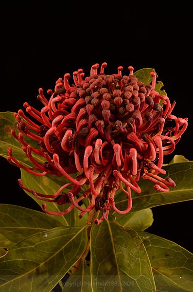  - STILL LIFE ORIGINS - 2011