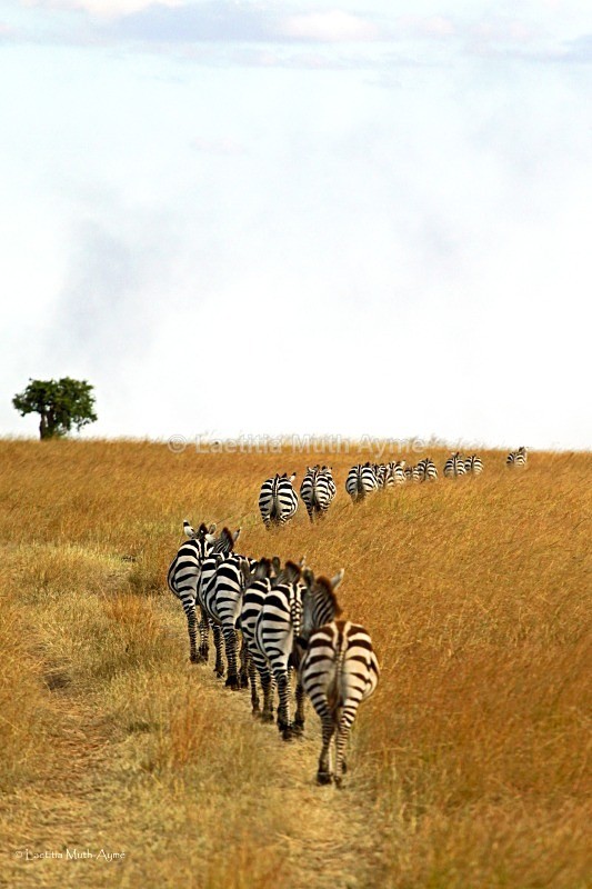 IMG_1229 Maasai Mara - Zebras