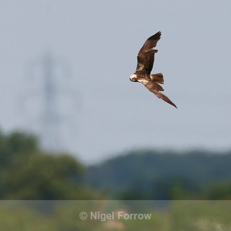 Marsh Harrier (female) banking steeply at Otmoor - Marsh Harrier