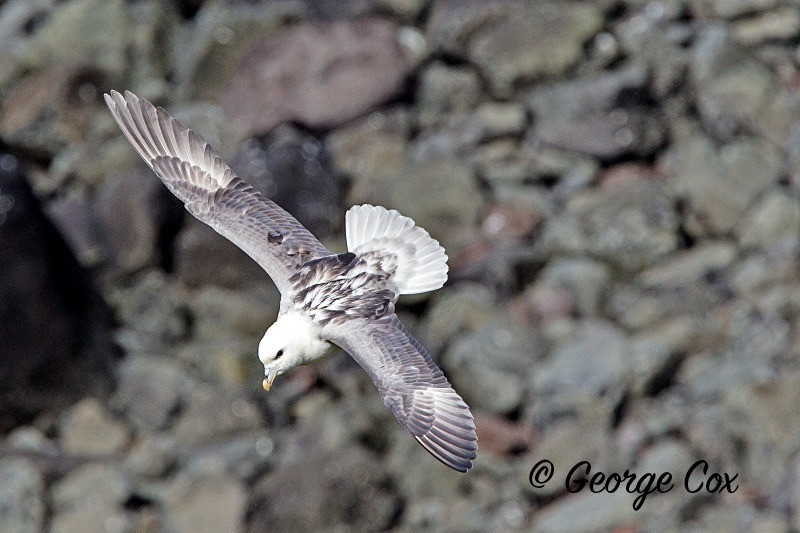 Fulmar Flying - Birds in Flight