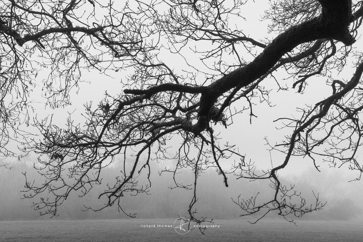 Overhang - Mono Mist Trees