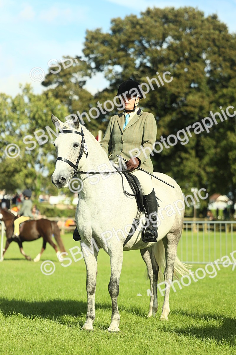 SBM_49870 - S32 - Novice & Newcomers Working Hunter