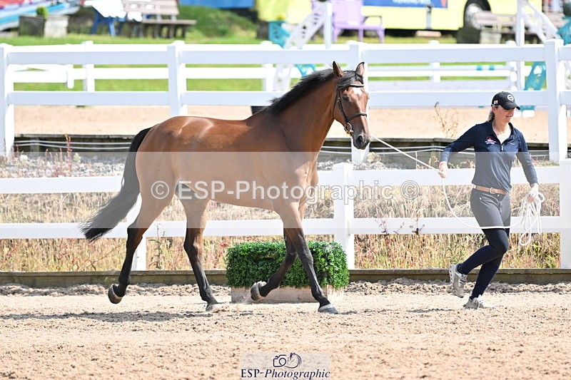 240717A-154500-03027 - Trot Up 3pm to 4pm