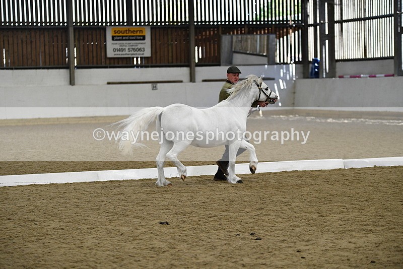 WJ5_5344 - Class 4 In hand M&M - small breeds