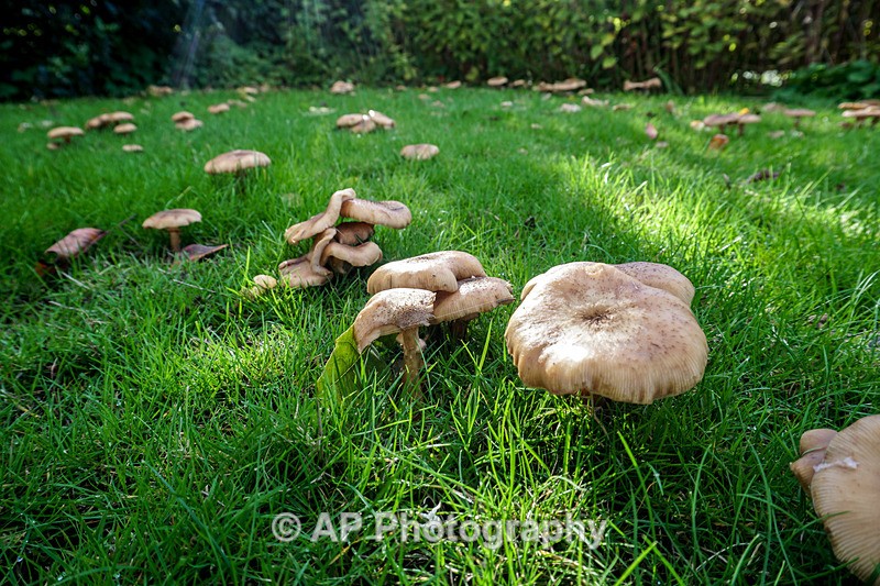 Armillaria mellea - (Honey fungus) - ACP04859-1 - Fungi