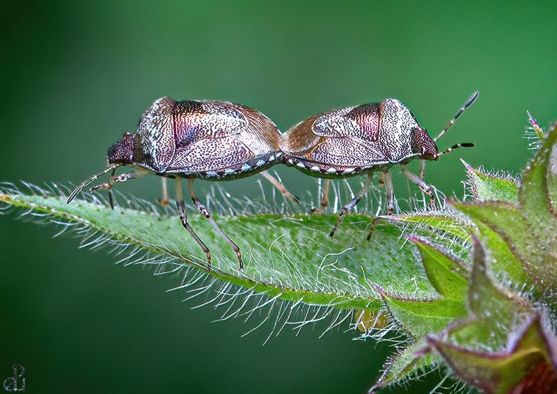 Macro photography by Diana Uzun