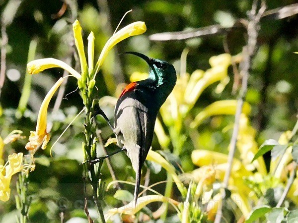 Greater Double Collared Sunbird - BIRDS & INSECTS