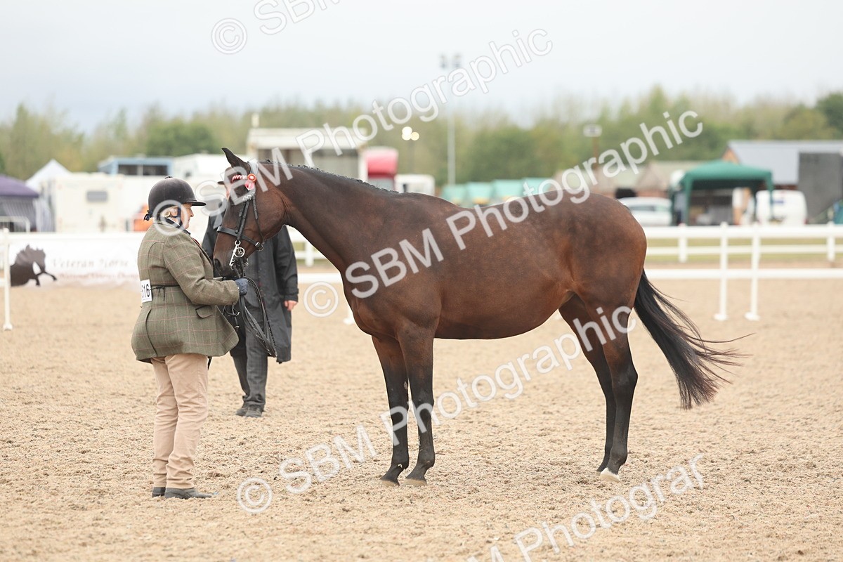 SBM_19847 - Class 318 - IH Part Bred Horse-Pony