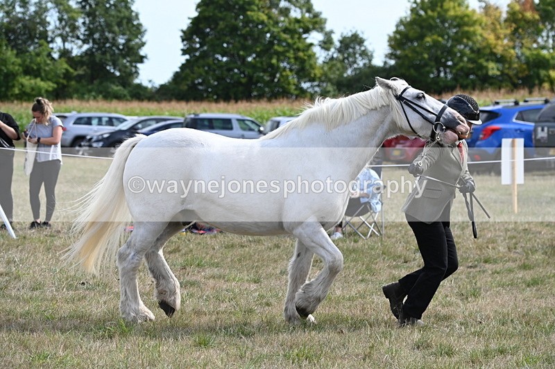 WJ6_6612 - Class 20 In-hand Cob