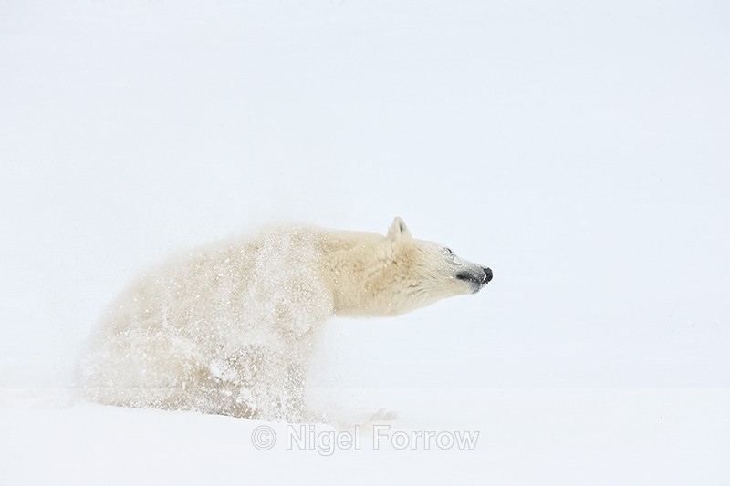 Polar Bear shakes off snow, Churchill, Canada - Polar Bear