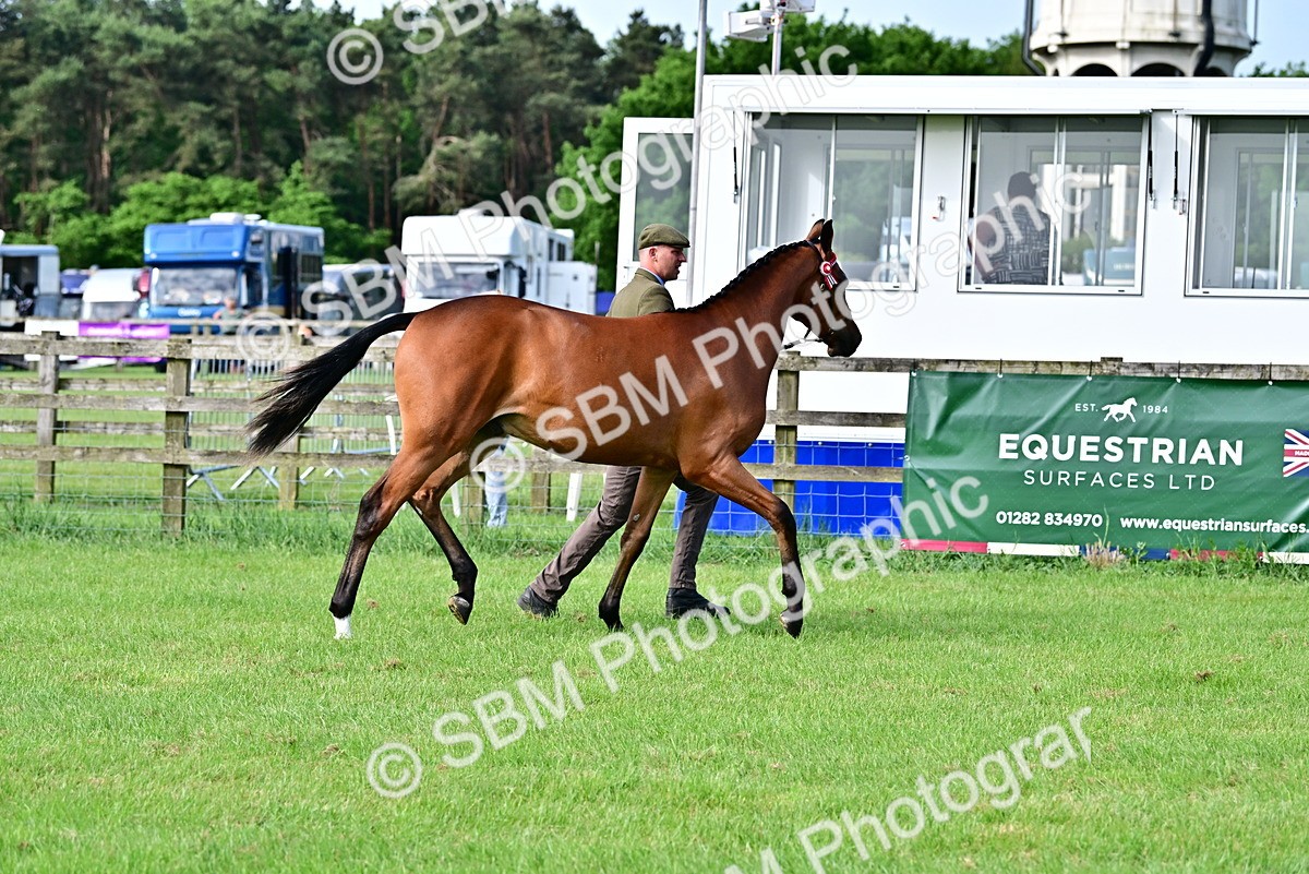 SBM_00126 - Class 46-49 - Arab and Part Bed-Anglo Arab In Hand