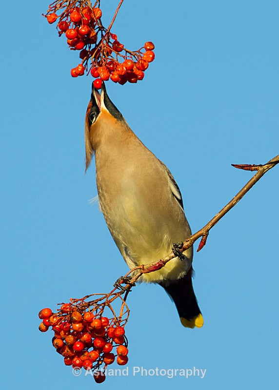 Astland Photography, Bird and Wildlife Images, Susan and Peter Wilson, U.K.
