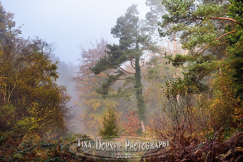 Autumn Pine Path nr. Berry Hill